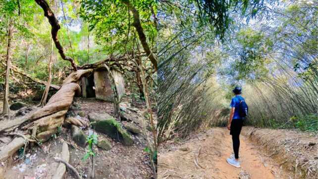 北港竹林茅坪藤王壯觀︱西貢行到馬鞍山