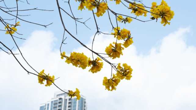 南昌公園風鈴木︱黃花風鈴木市區灑黃金雨花海